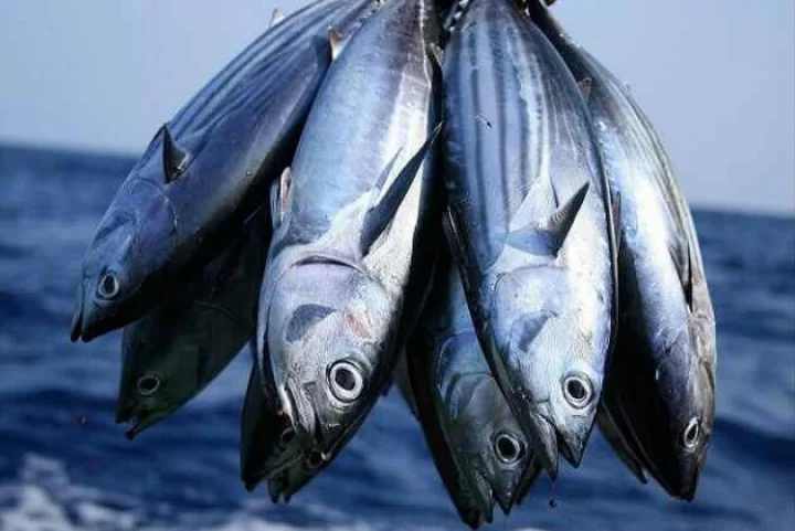 Fish