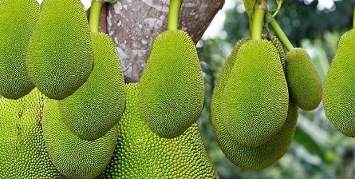 कटहल