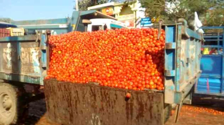 tomato price