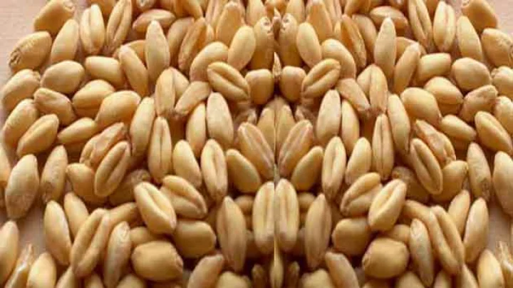 wheat