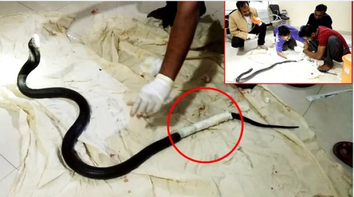 जखमी कोबरावर उपचार