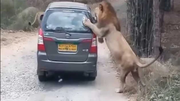 Lion