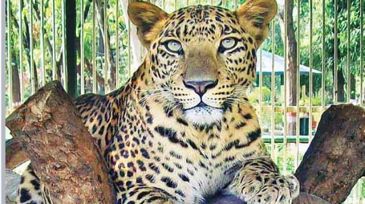Leopard