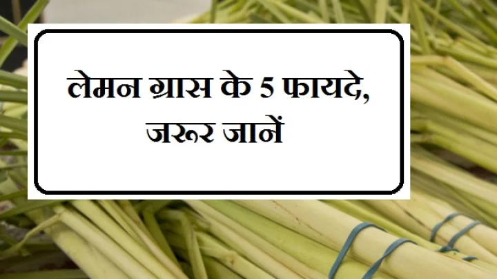 lemongrass