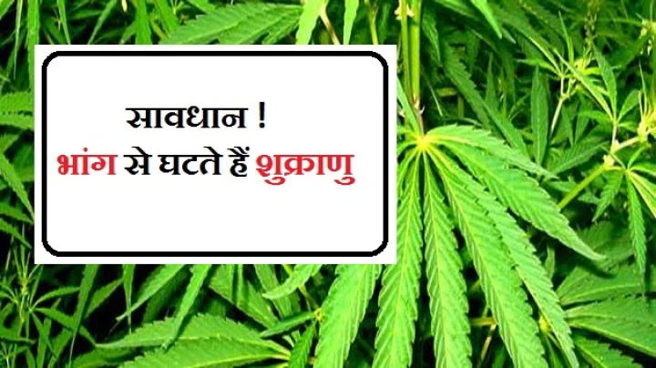 भांग