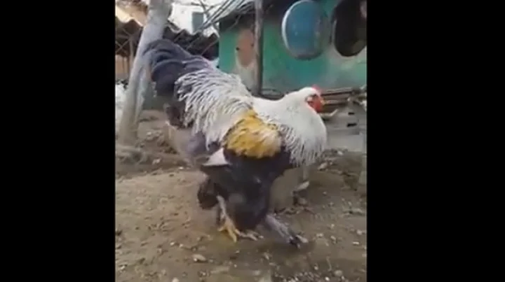 biggest chicken