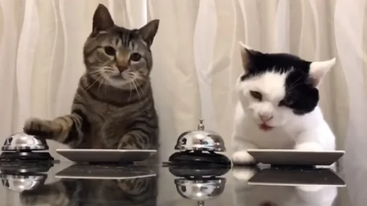 two cats ask for food ringing a bell