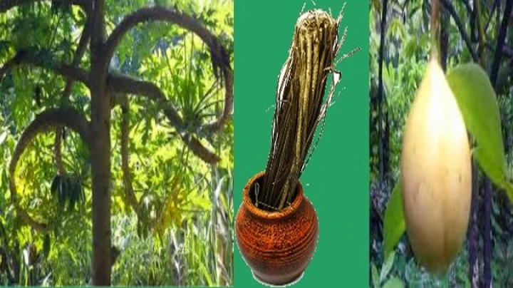 chamatkari jadi buti hindi