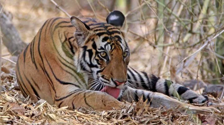 tiger