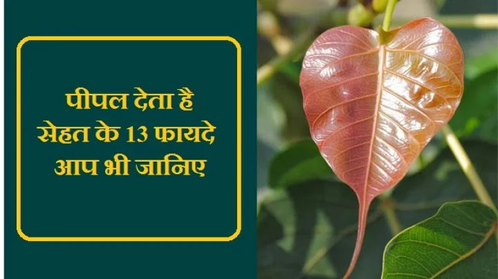 पीपल देता है सेहत के 13 फायदे, आप भी जानिए