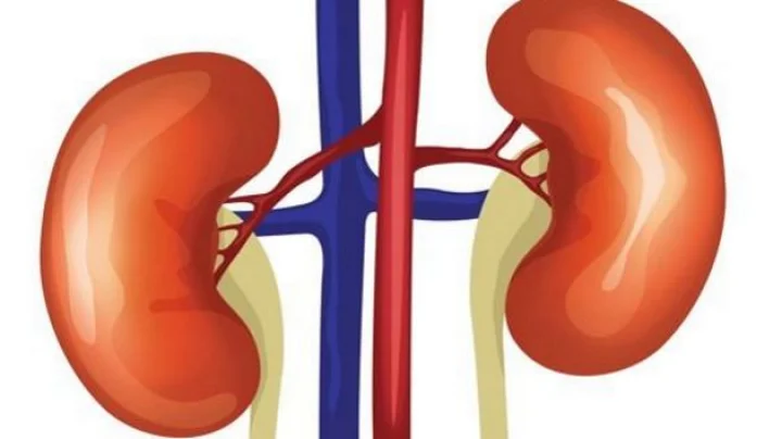 Kidney
