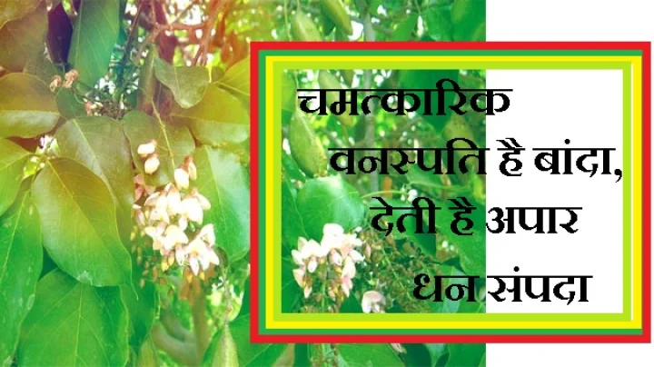 चमत्कारिक वनस्पति बांदा