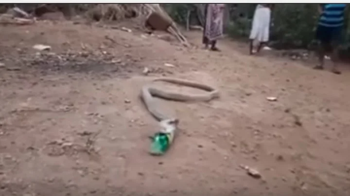 King Cobra