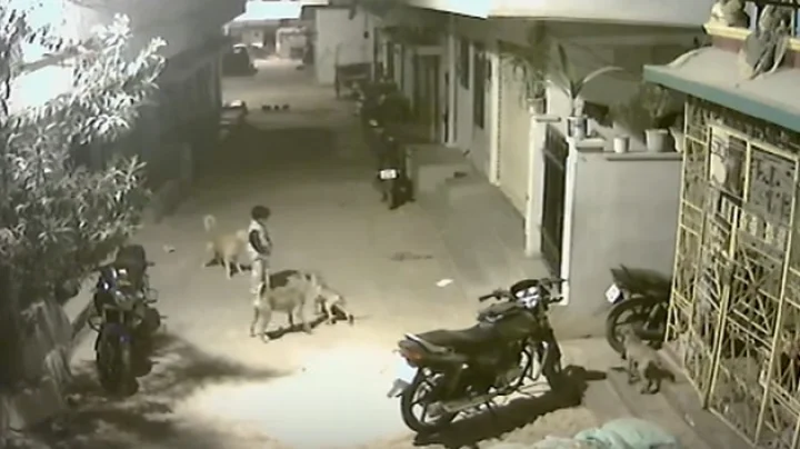 कुत्तों ने बच्चों को घेरा, फिर क्या हुआ (वीडियो)