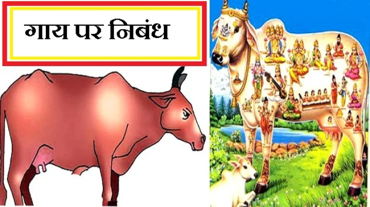 गाय