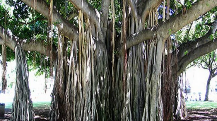 Malwa