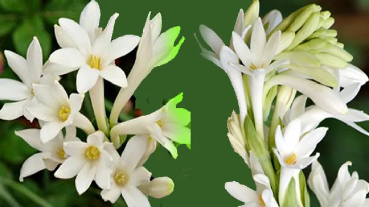 हिन्दी कविता : रजनीगंधा...