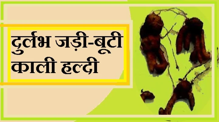 कृष्ण हरिद्रा