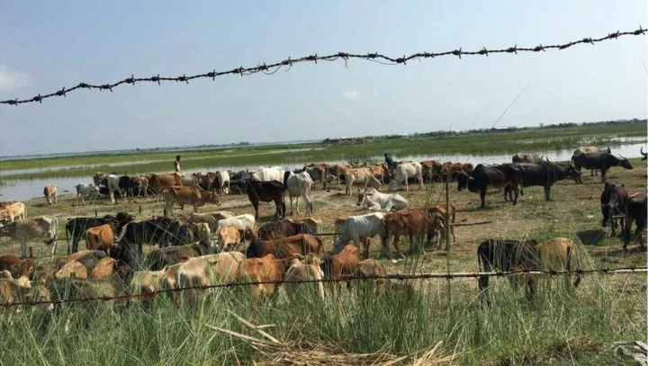 ग्राउंड रिपोर्ट: भारत की गाय, बांग्लादेश जाए?