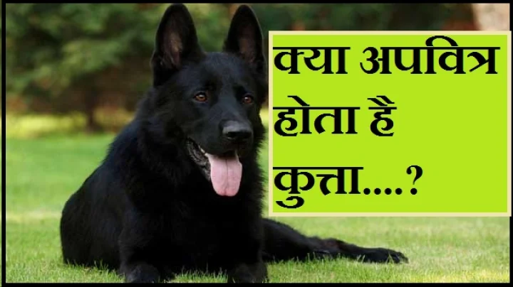 कुत्ते से जुड़े शकुन-अपशकुन