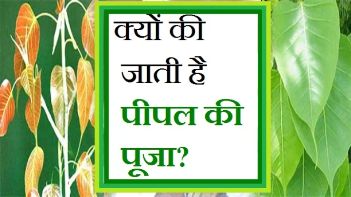 पीपल की पूजा