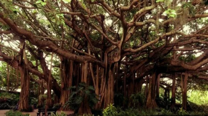 The world's largest banyan