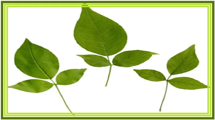 बेलपत्र कहां से आया