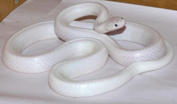 White snake