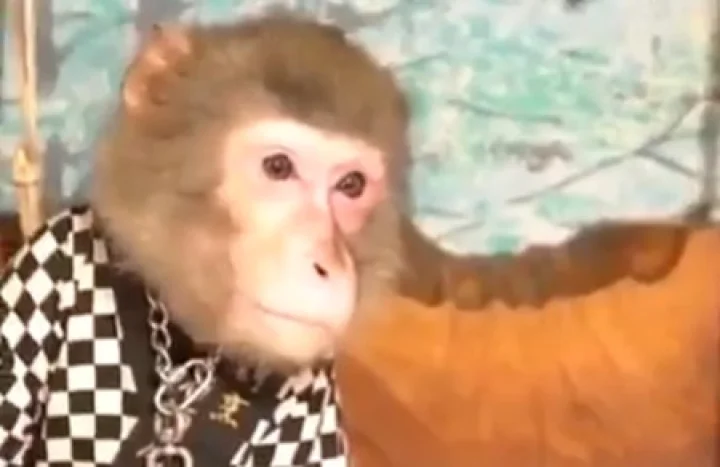 monkey