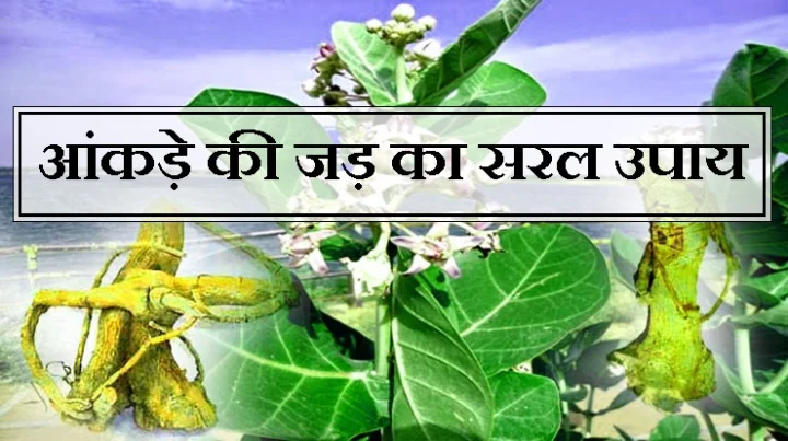 आंकड़े की जड़