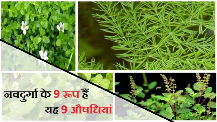 इन 9 औषधियों को माना गया है नवदुर्गा के 9 रूप