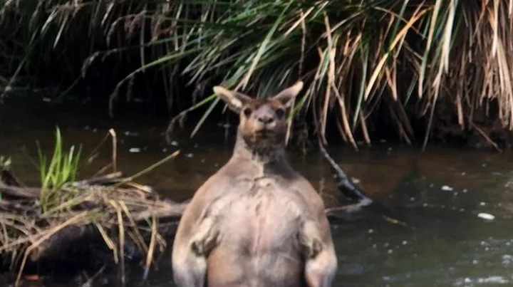 Kangaroo
