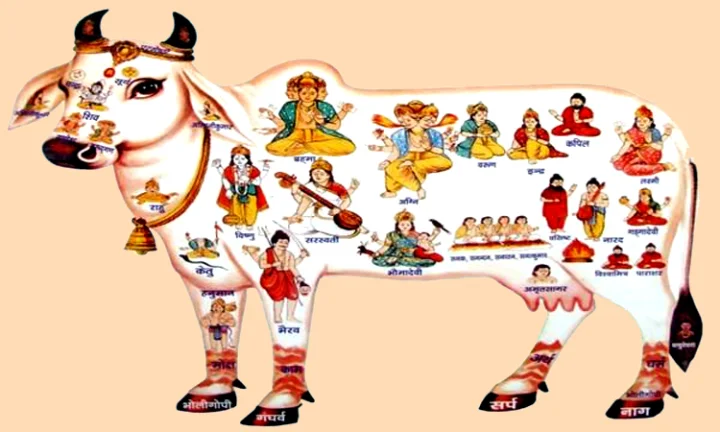 गाय