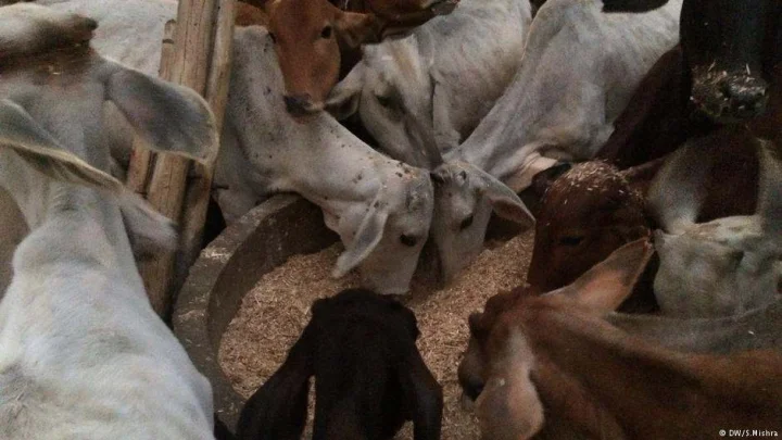 Cow service
