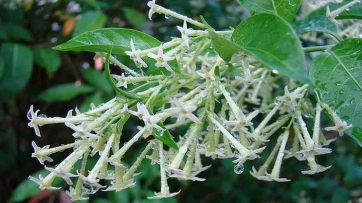 outdoor plants that bring money and good luck
