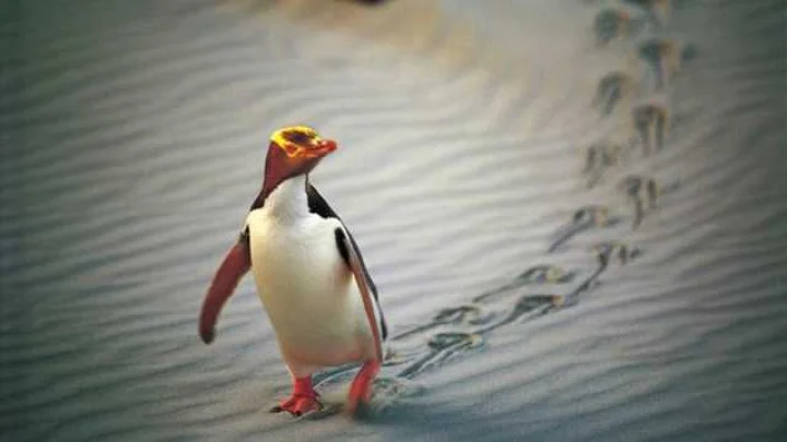Penguin