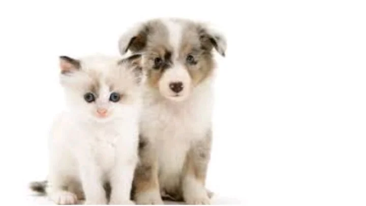 pup and kitten