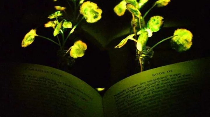 डेस्क लैंप की जगह लेगा पौधा