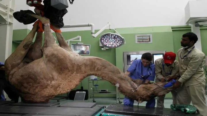 Camel Hospital