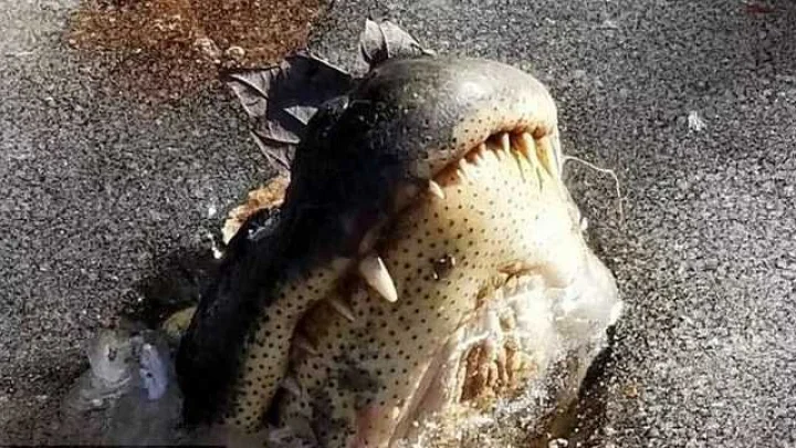 Swamp parks