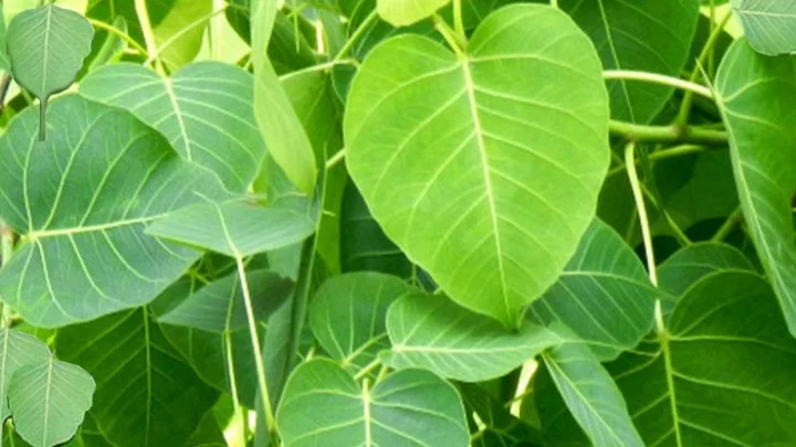 pipal purnima 2022