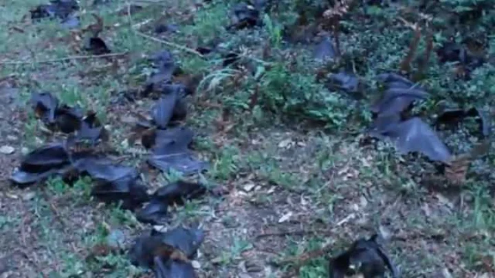 bats fall from sky
