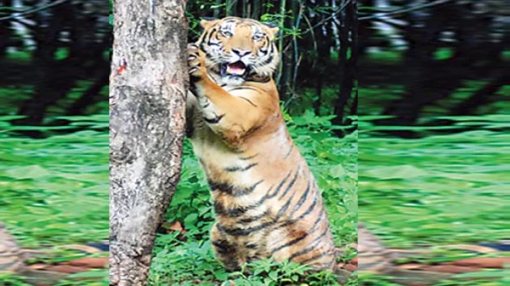 tiger