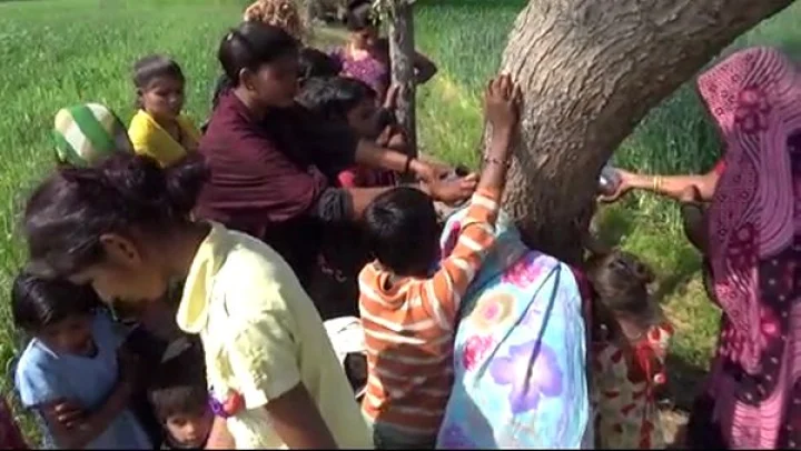 Neem tree