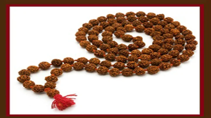Shiv Rudraksha