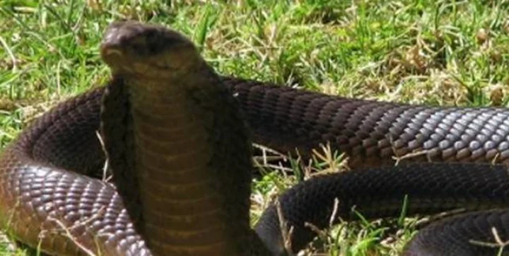 Snake