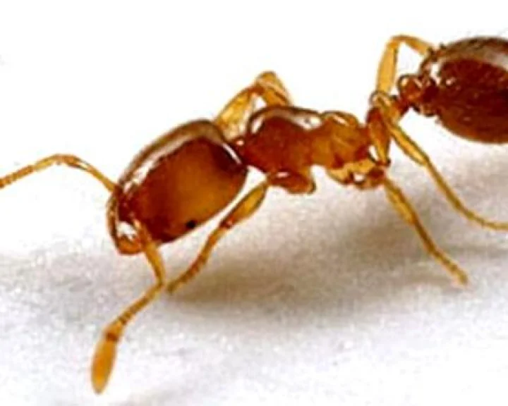 webdunia