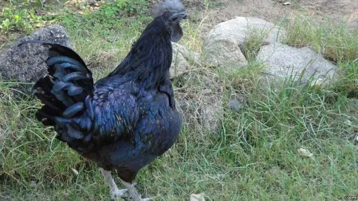 kadaknath cock