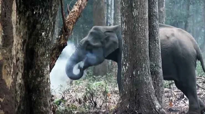 Elephants