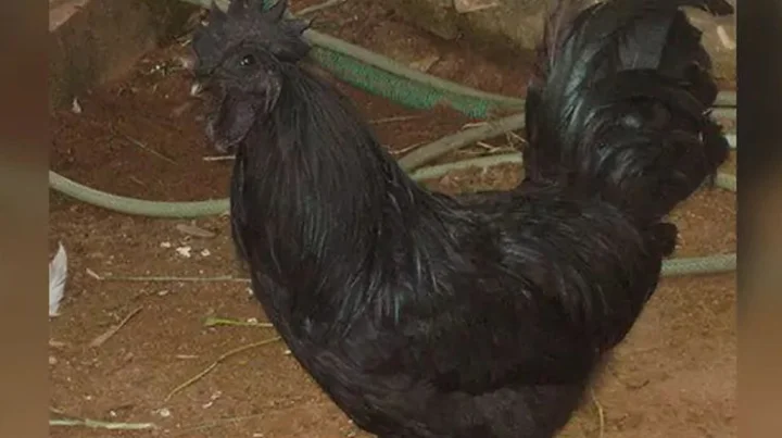Kadaknath cock